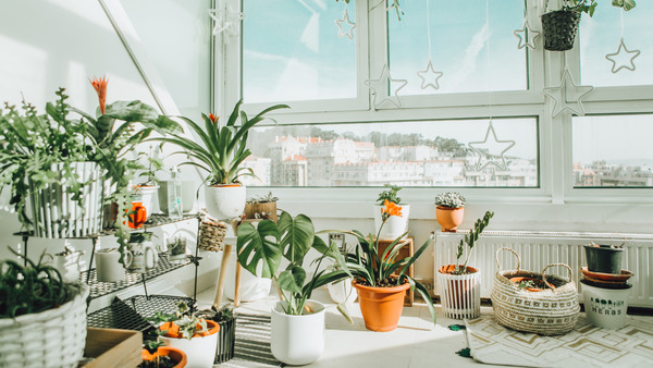 Houseplants in different pots arranged near a bright window